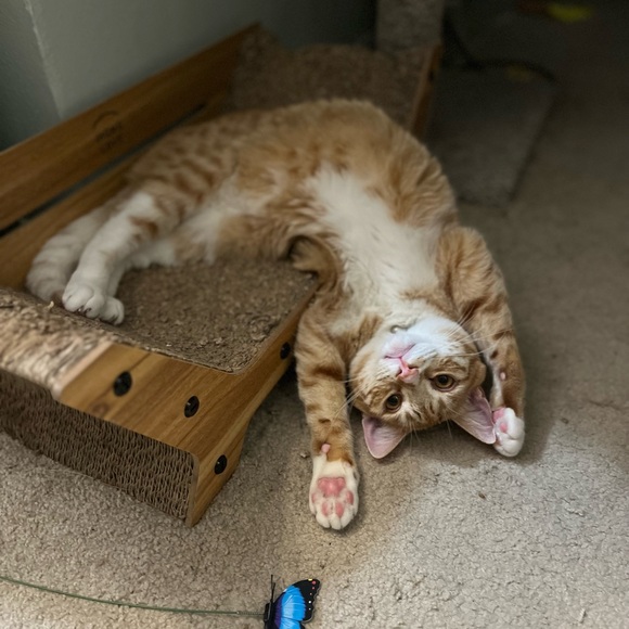 Live Show Notifications 🔔 🐈 - Picture 10 of 13